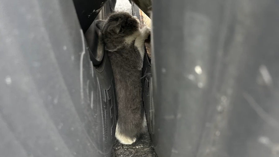 Kitten trapped in truck wheel well rescued minutes before driver hit the road