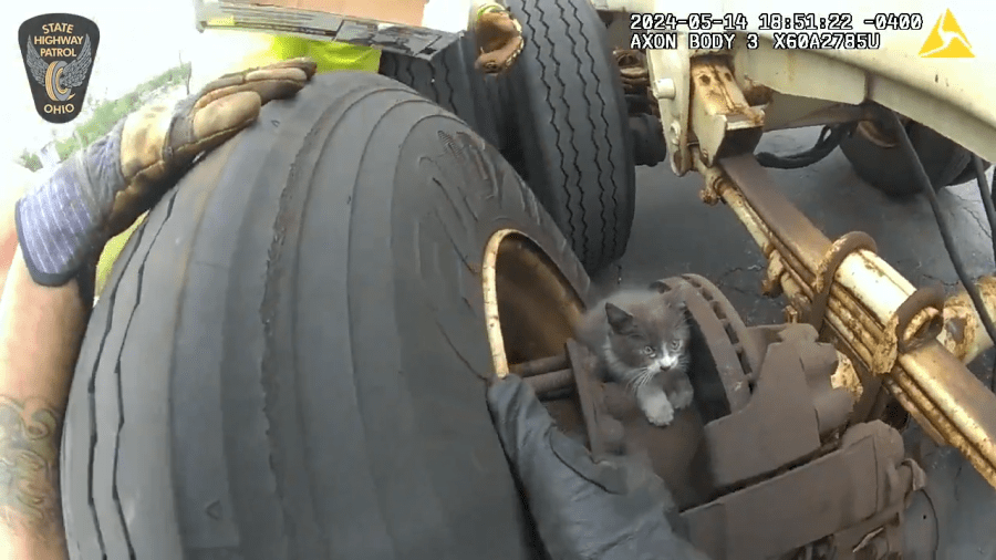 Kitten trapped in truck wheel well rescued minutes before driver hit the road