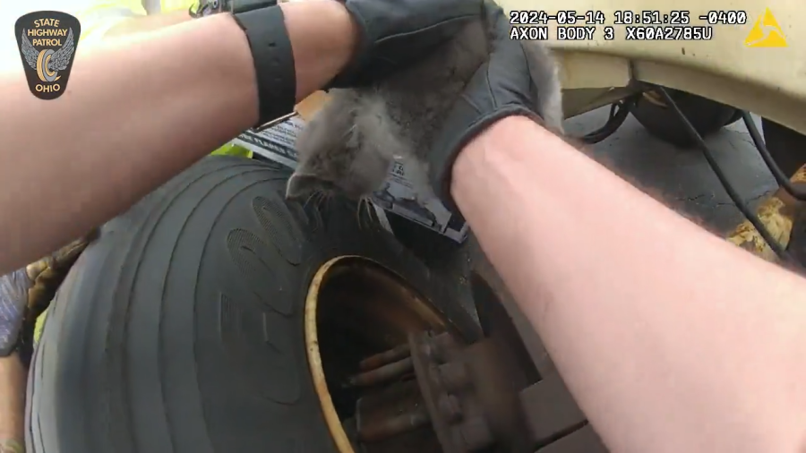 Kitten trapped in truck wheel well rescued minutes before driver hit the road