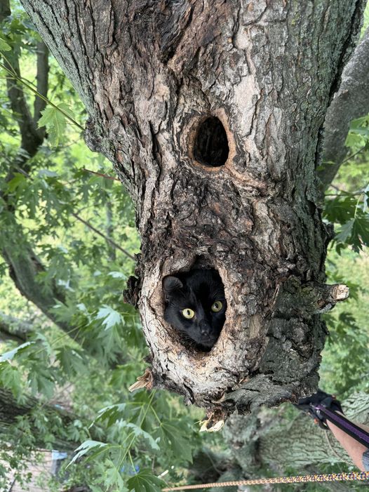 Cat stuck in tree (Photo Courtesy: Duane Hook)