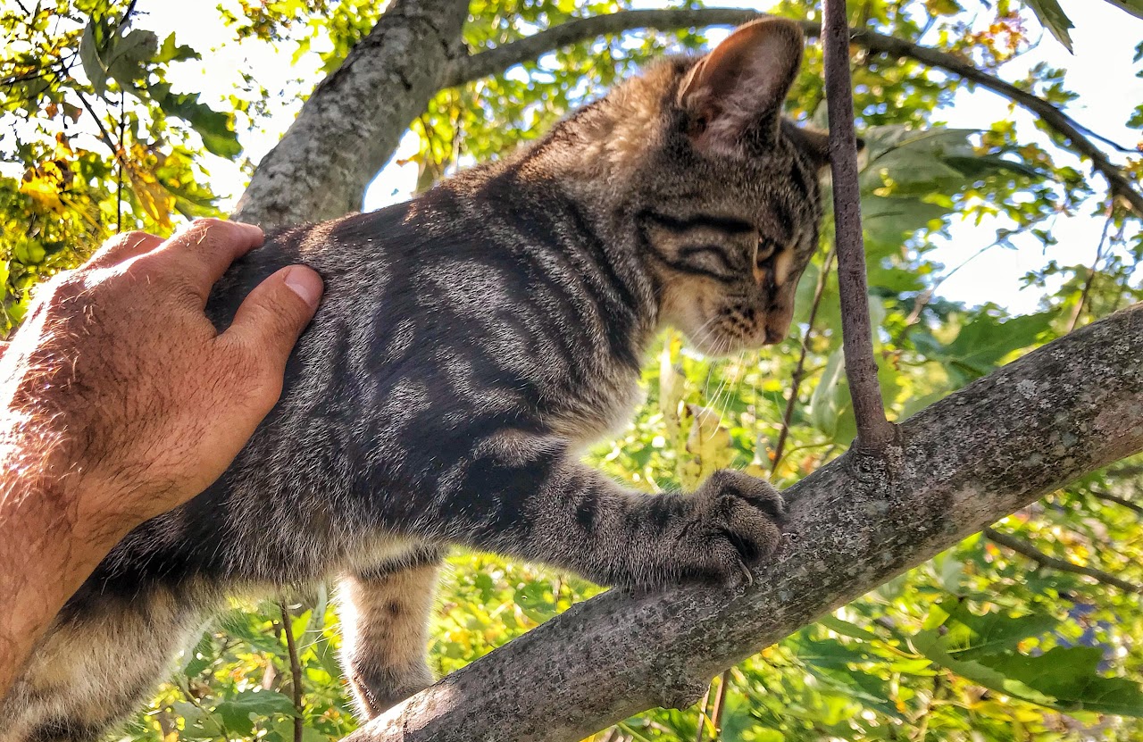 Cat stuck in tree (Photo Courtesy: Duane Hook)