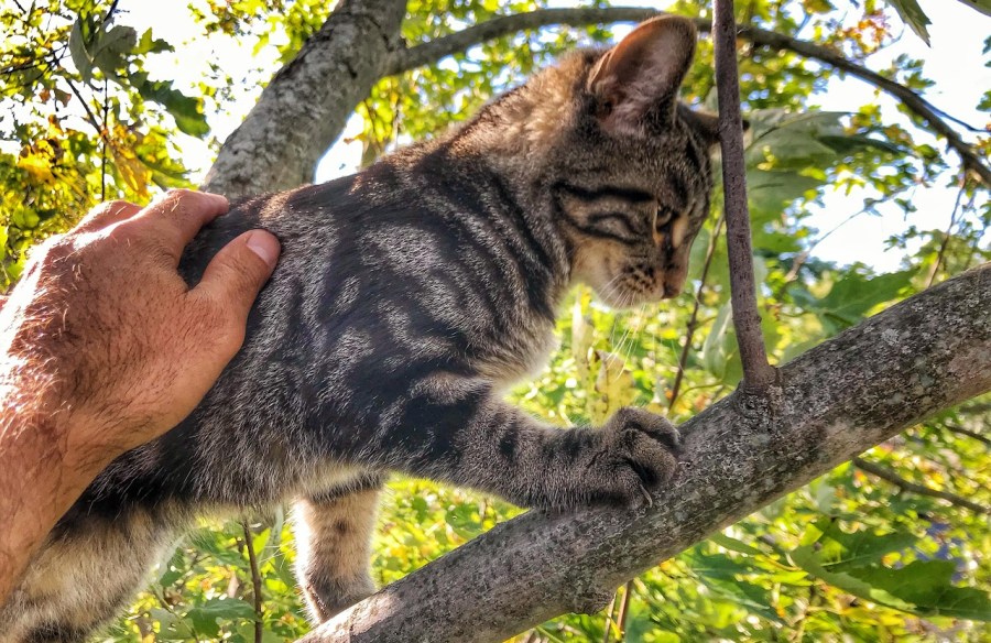 Cat stuck in tree (Photo Courtesy: Duane Hook)