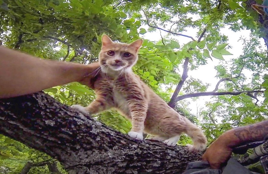 Cat stuck in tree (Photo Courtesy: Duane Hook)