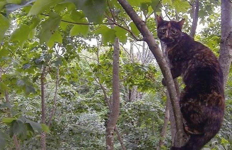 Cat stuck in tree (Photo Courtesy: Duane Hook)