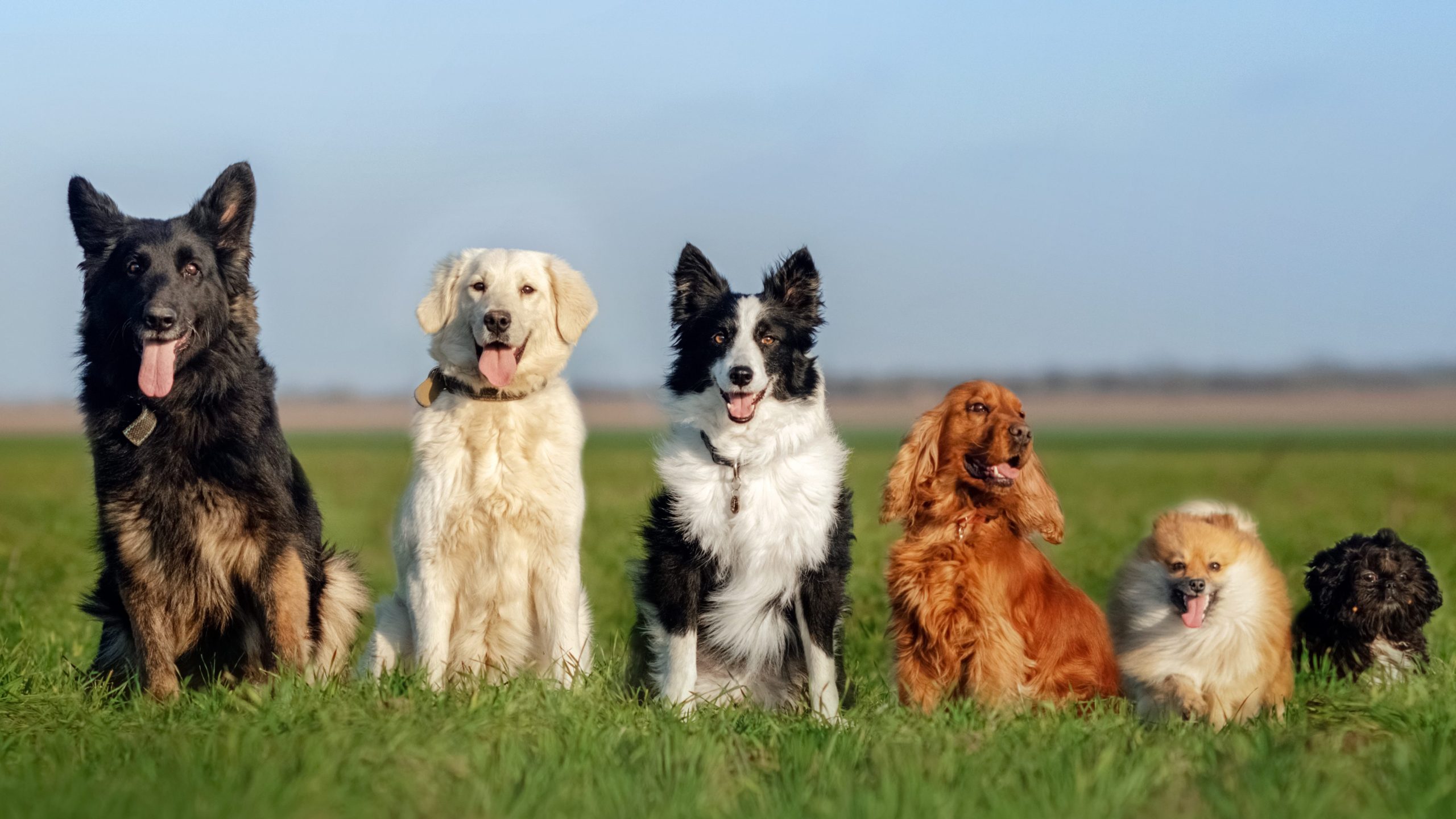funny walk with dogs portrait many dogs German shepherd, retriever (Adobe Stock)