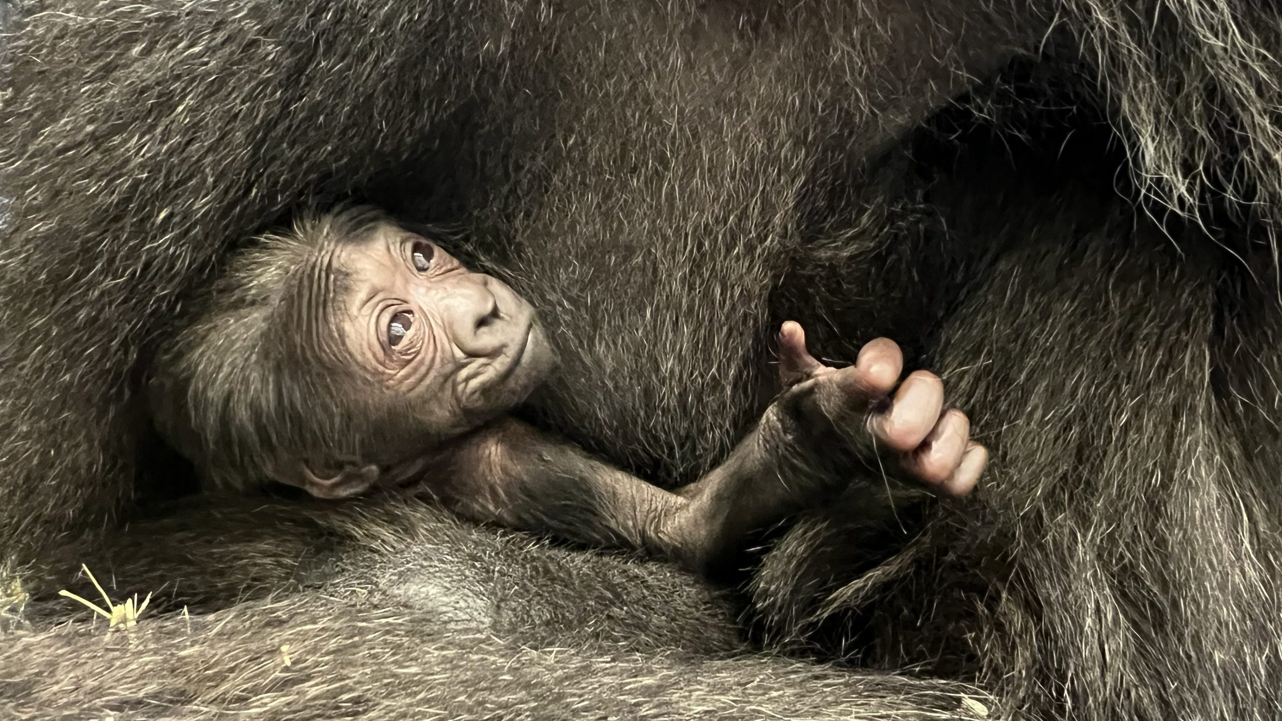 Baby western lowland gorilla (Photo Courtesy: Columbus Zoo and Aquarium)