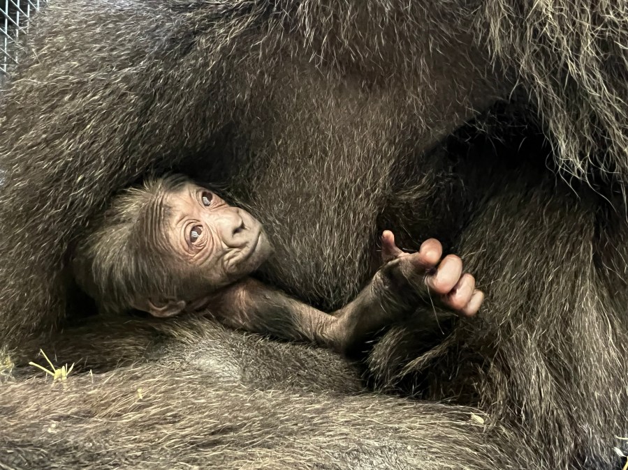 Baby western lowland gorilla (Photo Courtesy: Columbus Zoo and Aquarium)