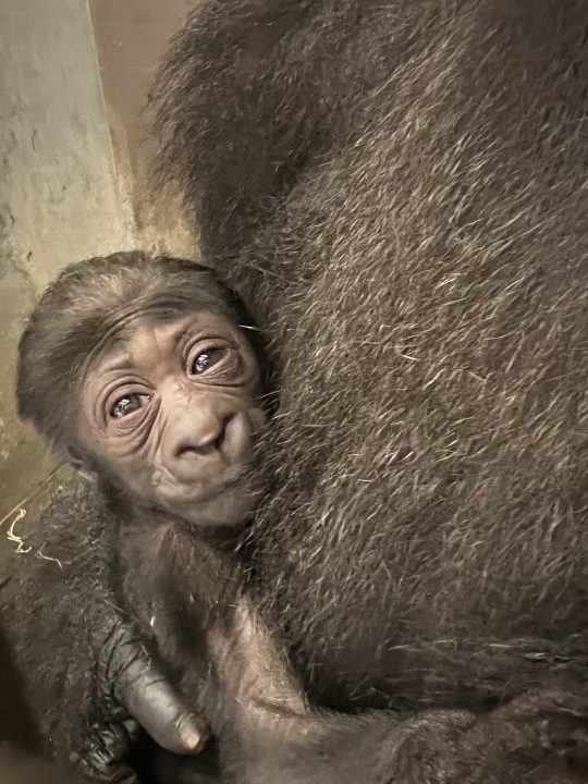 Baby western lowland gorilla (Photo Courtesy: Columbus Zoo and Aquarium)