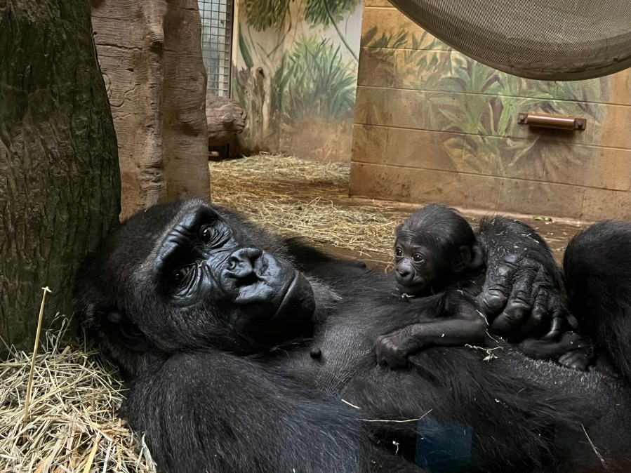 Baby western lowland gorilla (Photo Courtesy: Columbus Zoo and Aquarium)