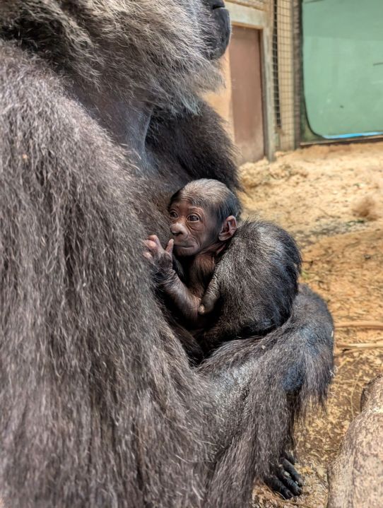 Baby western lowland gorilla (Photo Courtesy: Columbus Zoo and Aquarium)