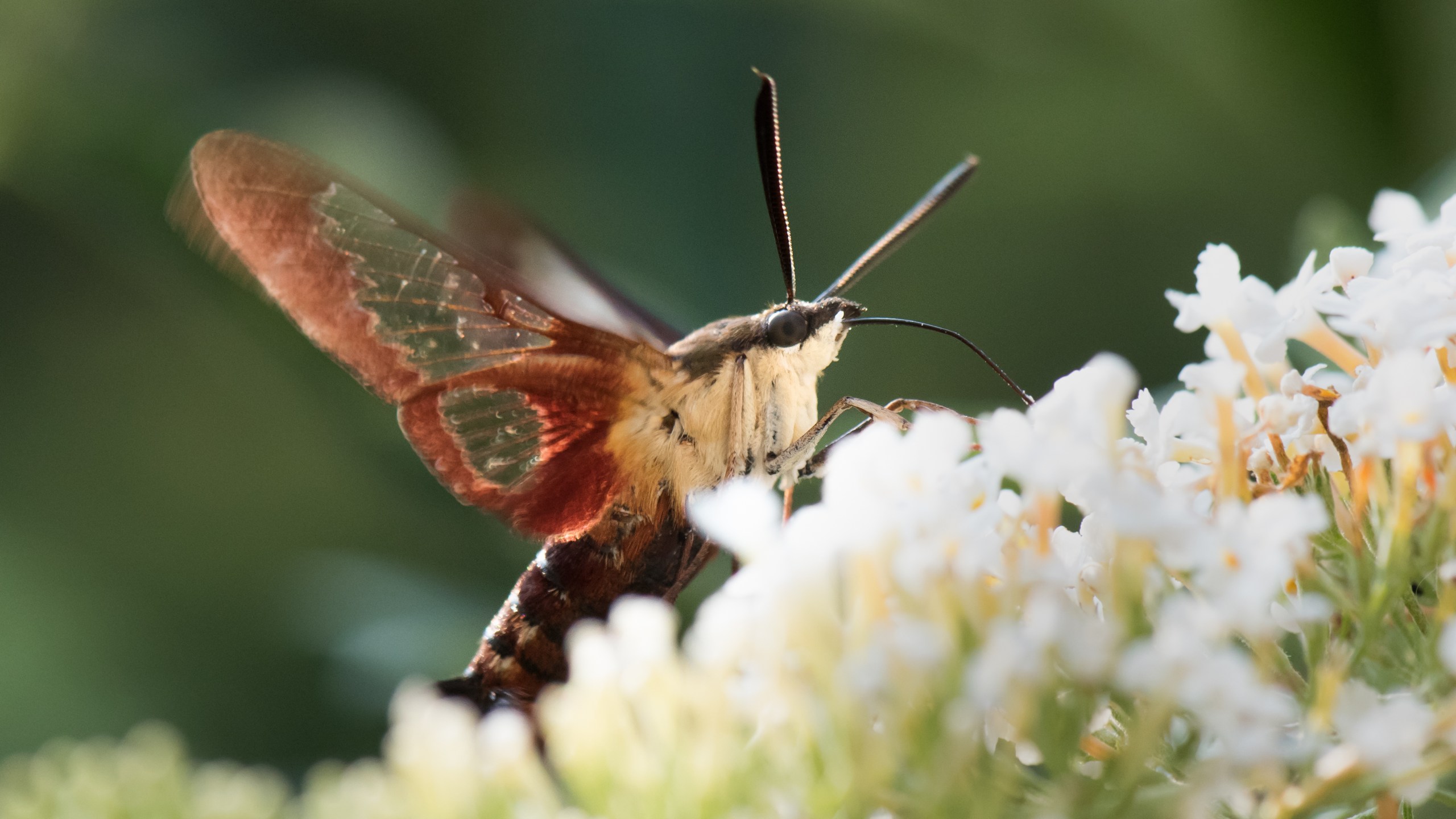 clearwing hummingbird moth