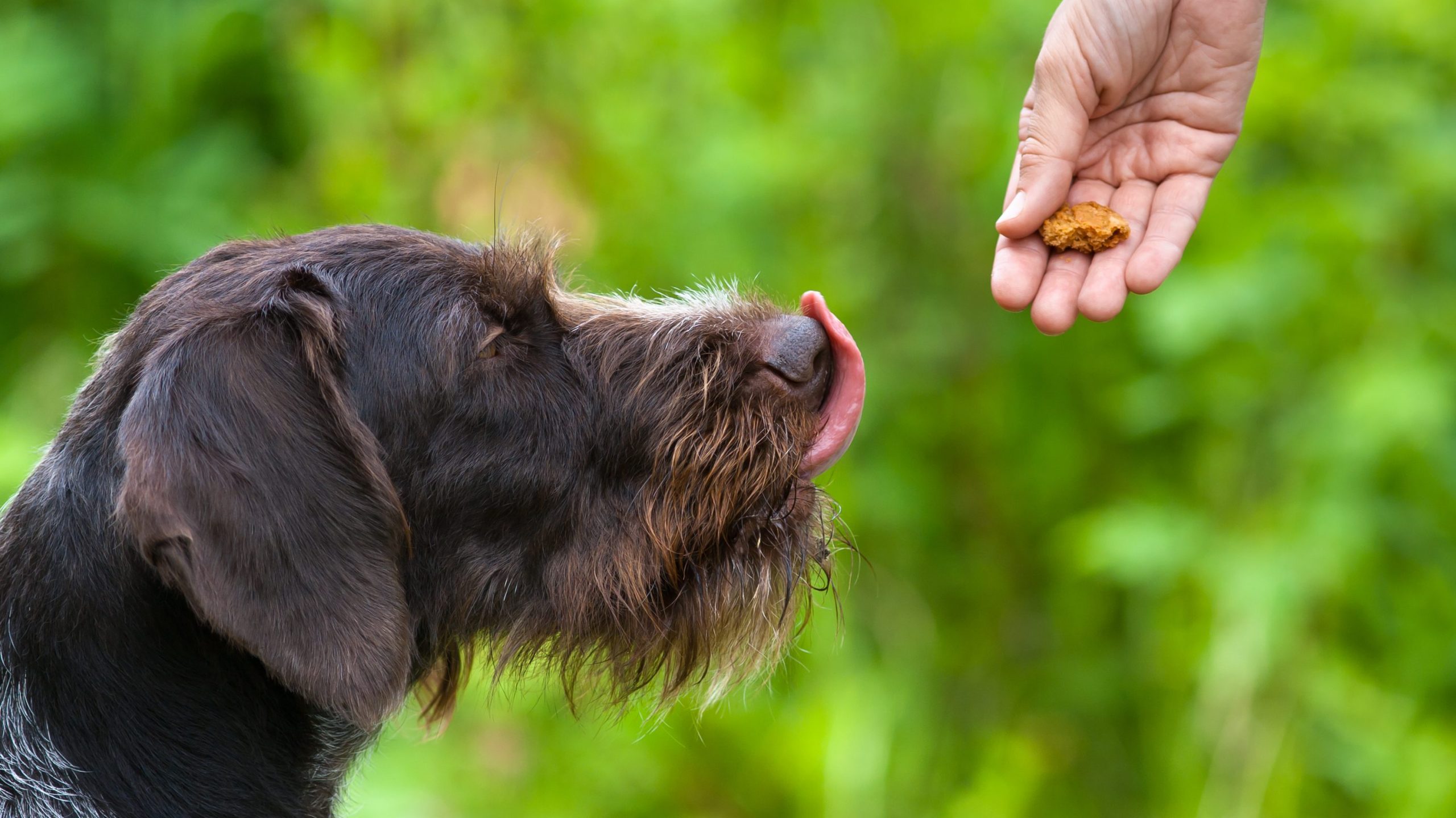 hunting dog takes a treat from the hand of the coach