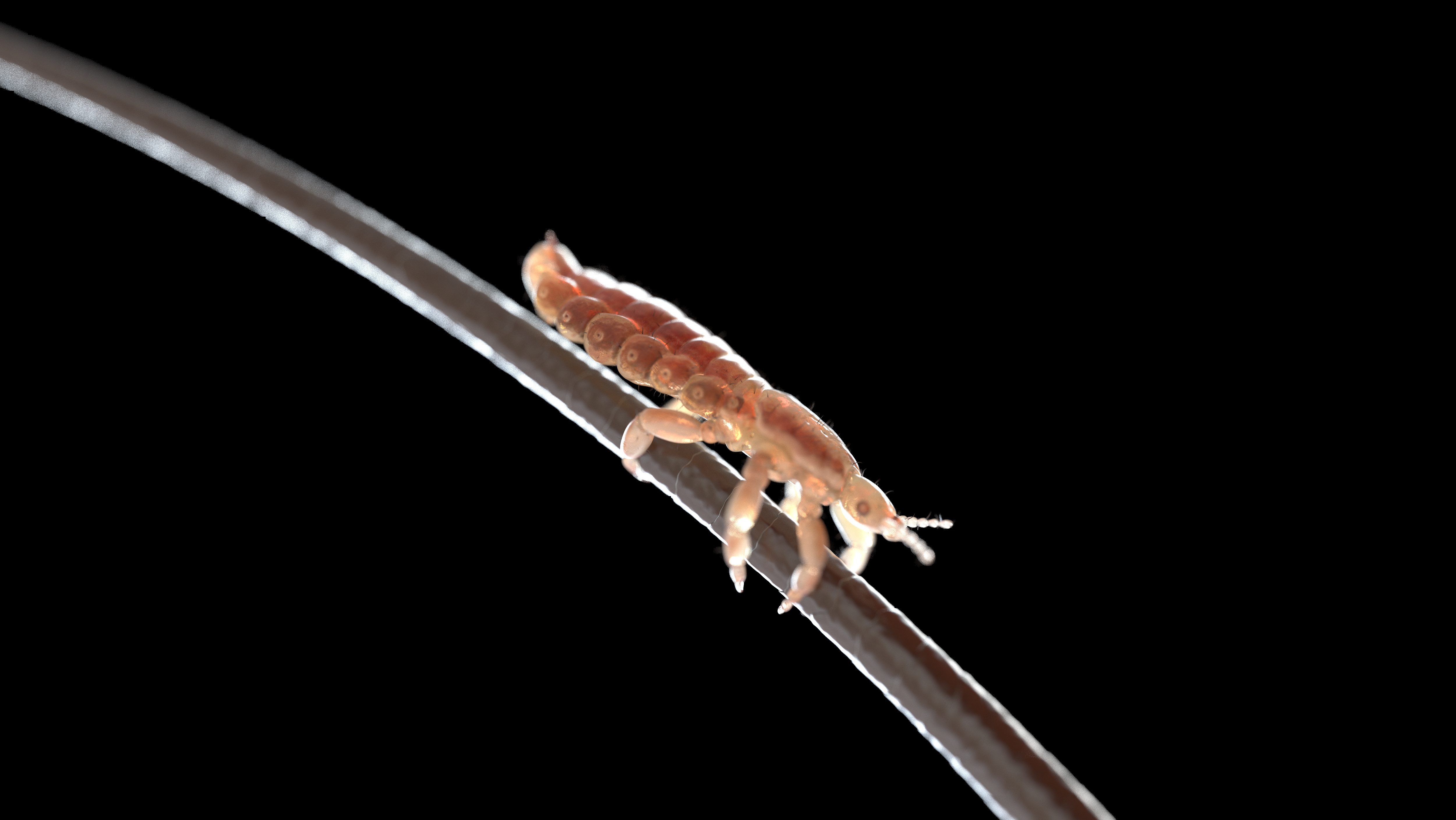 3d rendered illustration of a head louse