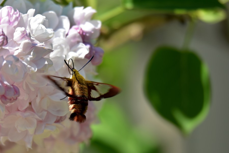 A hummingbird clearwing moth (Hemaris thysbe) feeds on lilac blossoms.