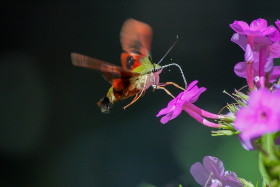 Hummingbird Clearwing Moth - Hemaris Thysbe