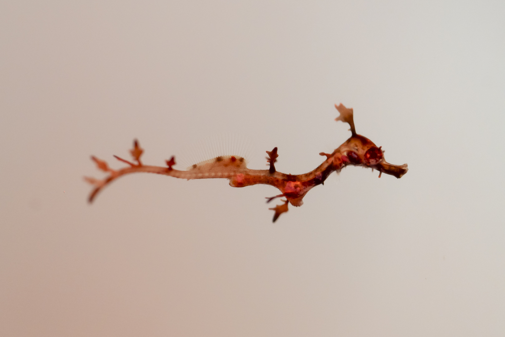 Sea Dragon Fry