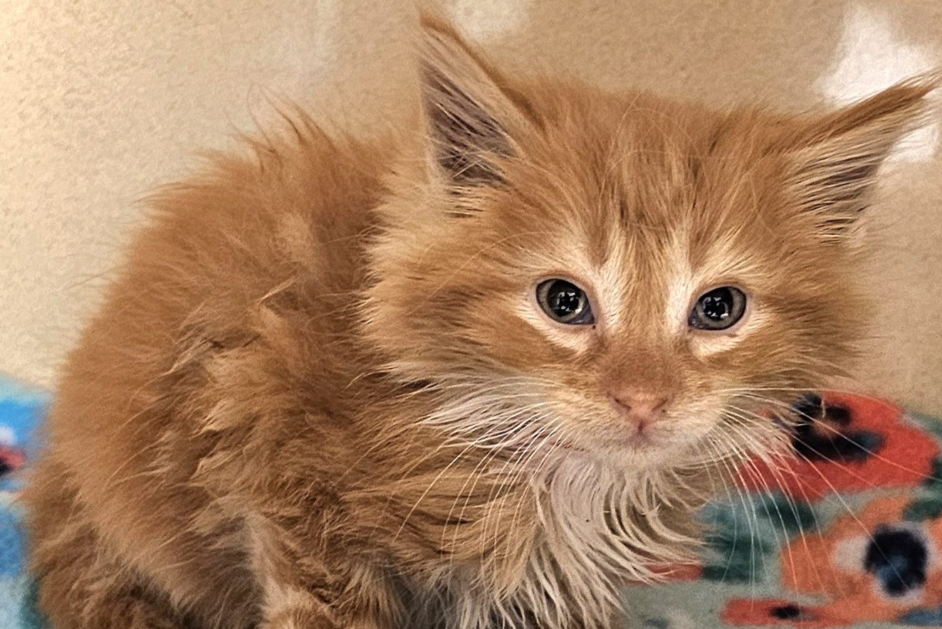 Turbo Rinse (Photo Courtesy/Fayette Regional Humane Society)