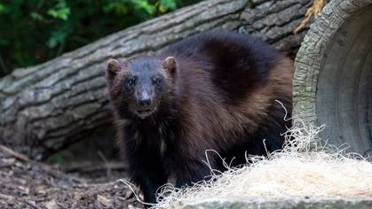 Wolverine Zola