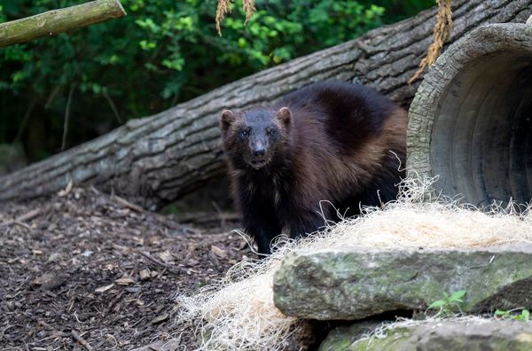 Wolverine Zola