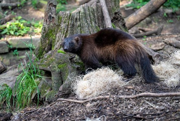 Wolverine Zola