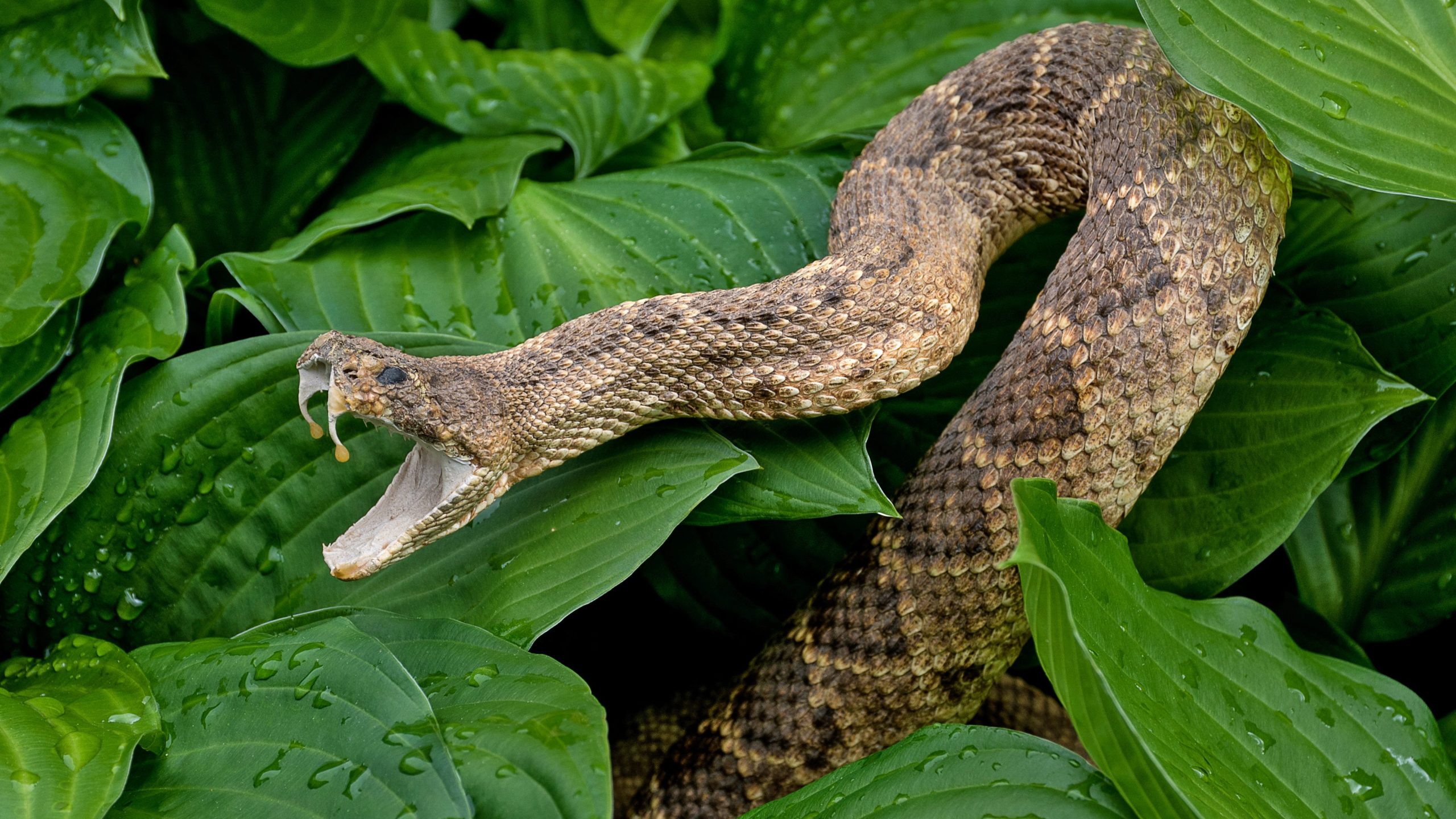 close up of aggressive rattlesnake in hosta plants with raindrops