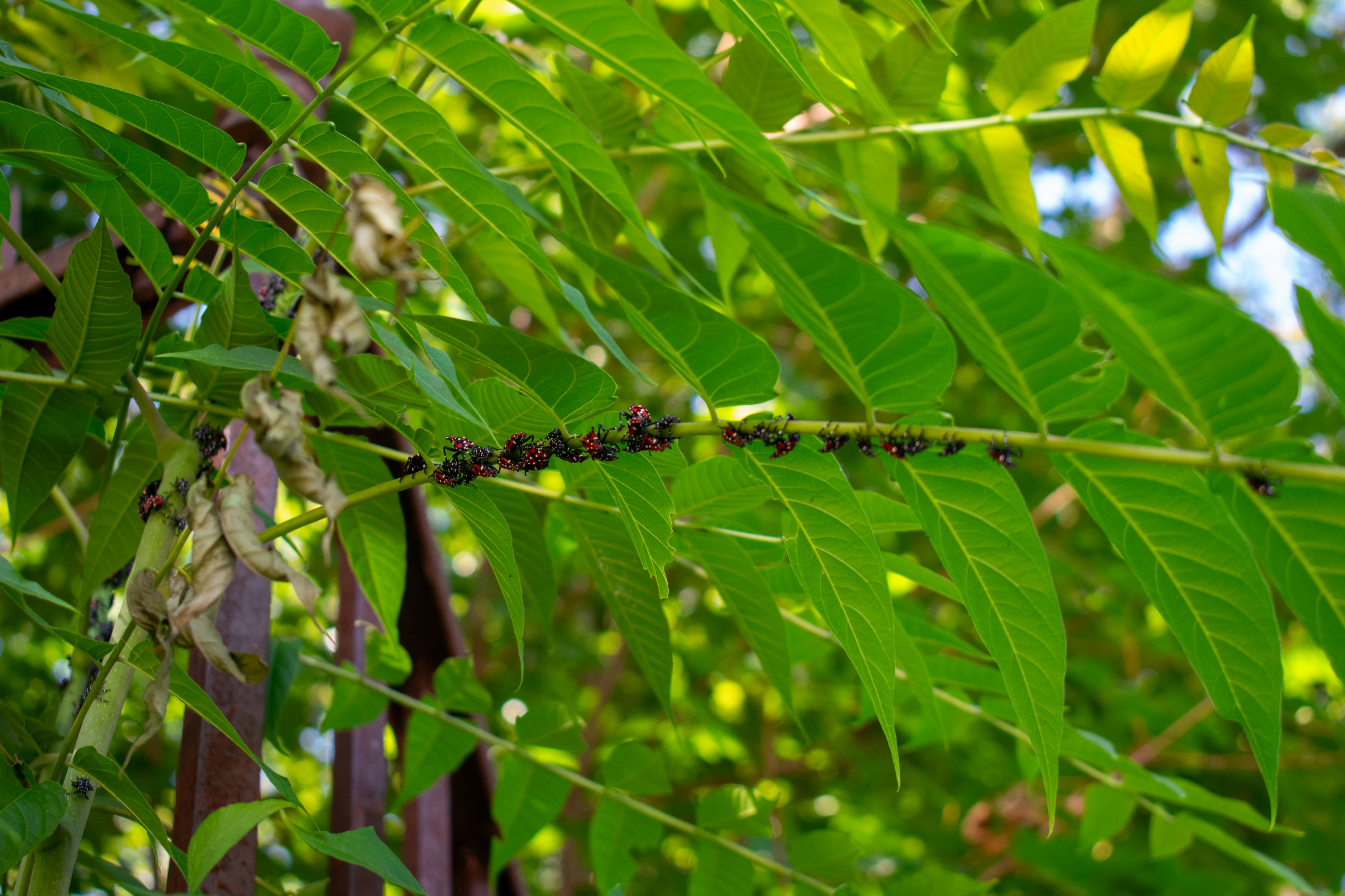 A Group of Spotted Lanternfly Nymphs Resting on a Green Plant