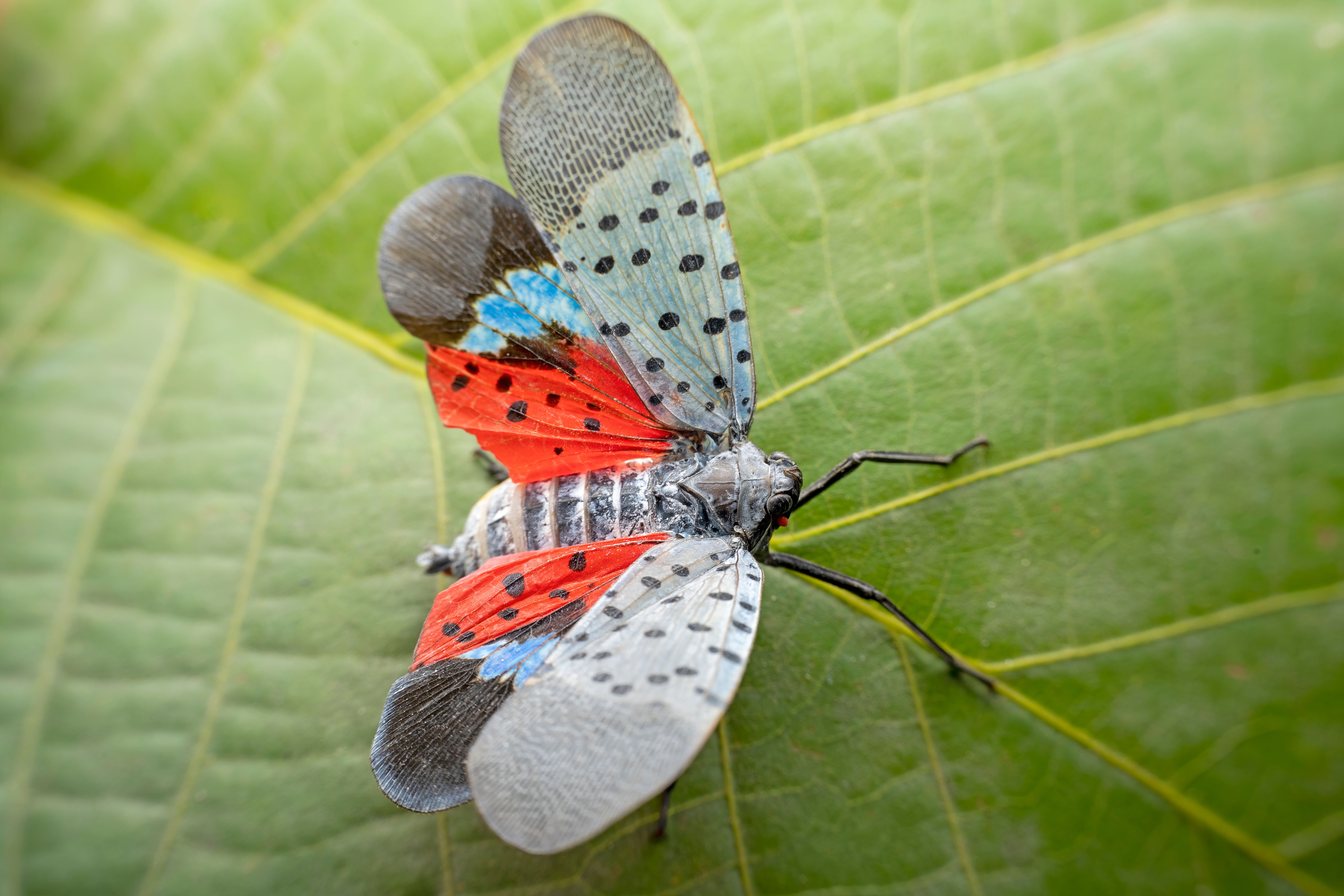 Lycorma delicatula in the wild state