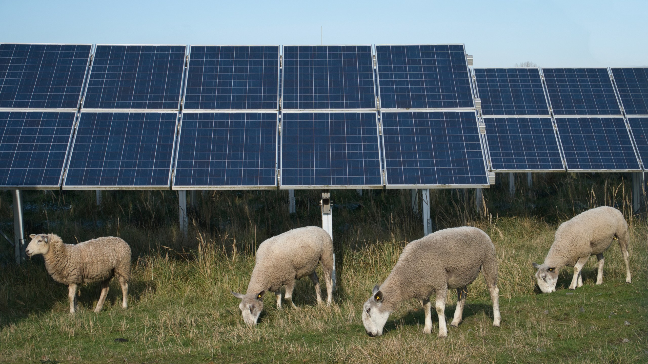 Herd of sheep grazing on solar power plant in Germany (Adobe Stock)