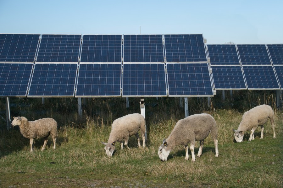 Herd of sheep grazing on solar power plant in Germany (Adobe Stock)