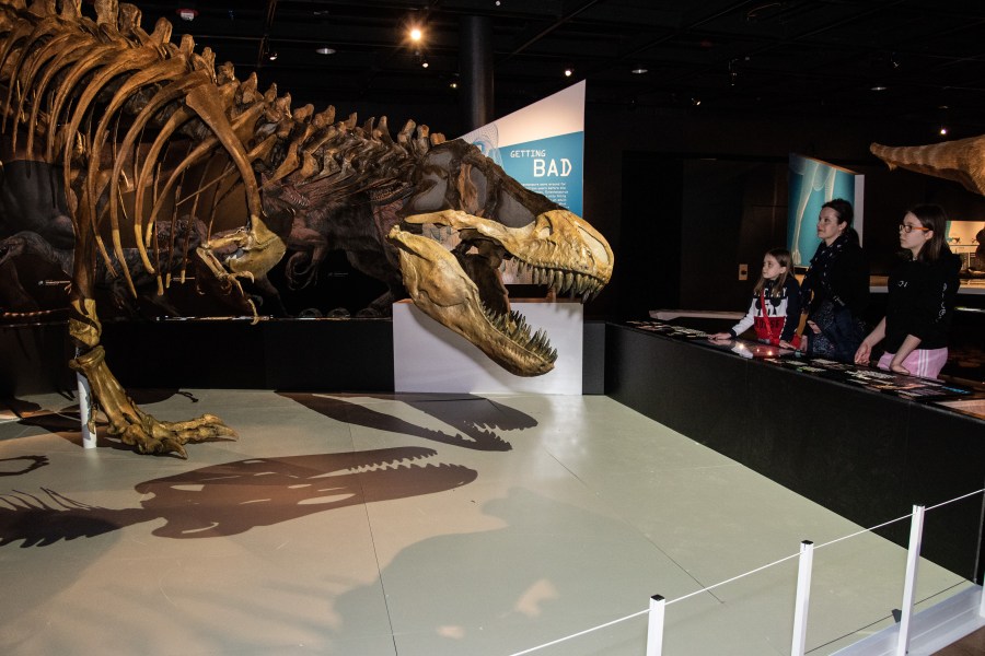 T. rex skeleton, theater
