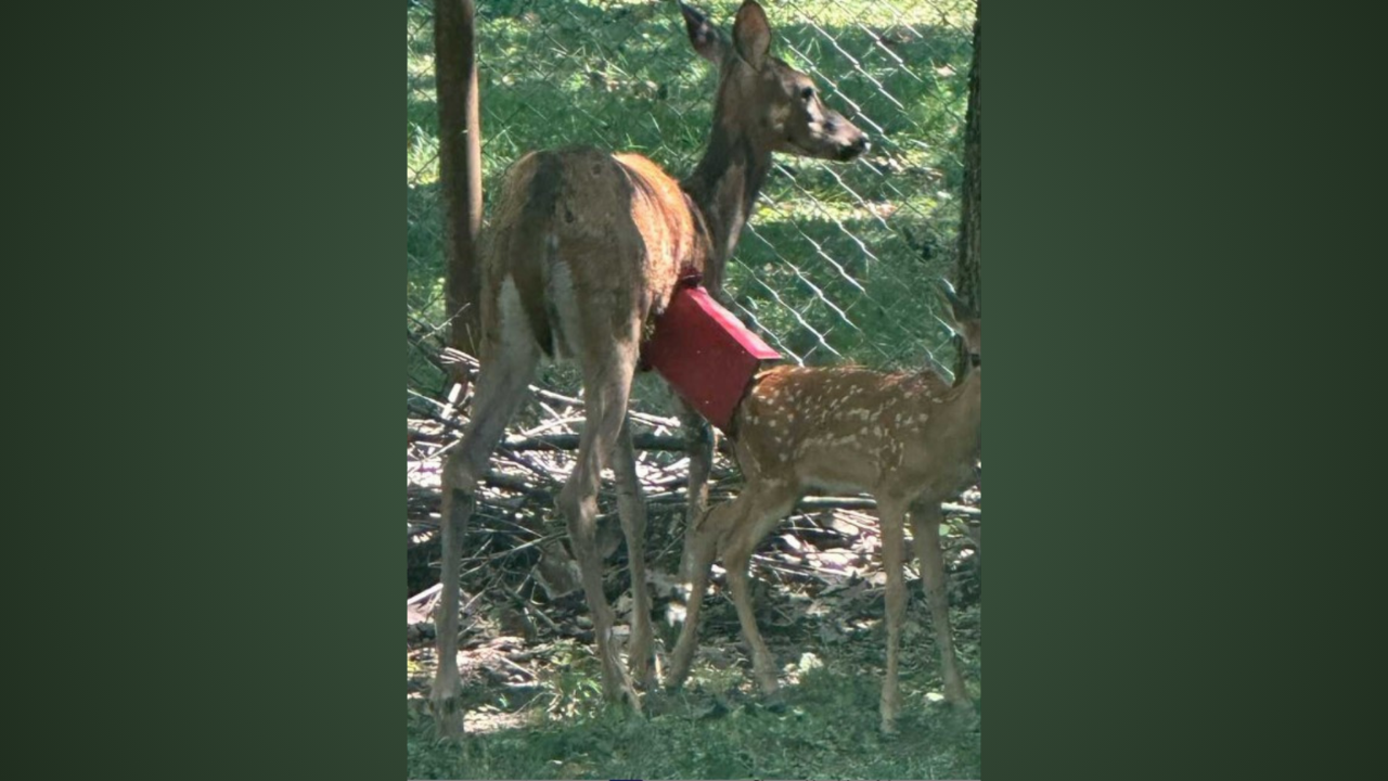 A white-tailed doe with a red metal object hanging from its body standing next to a fawn near a fence.