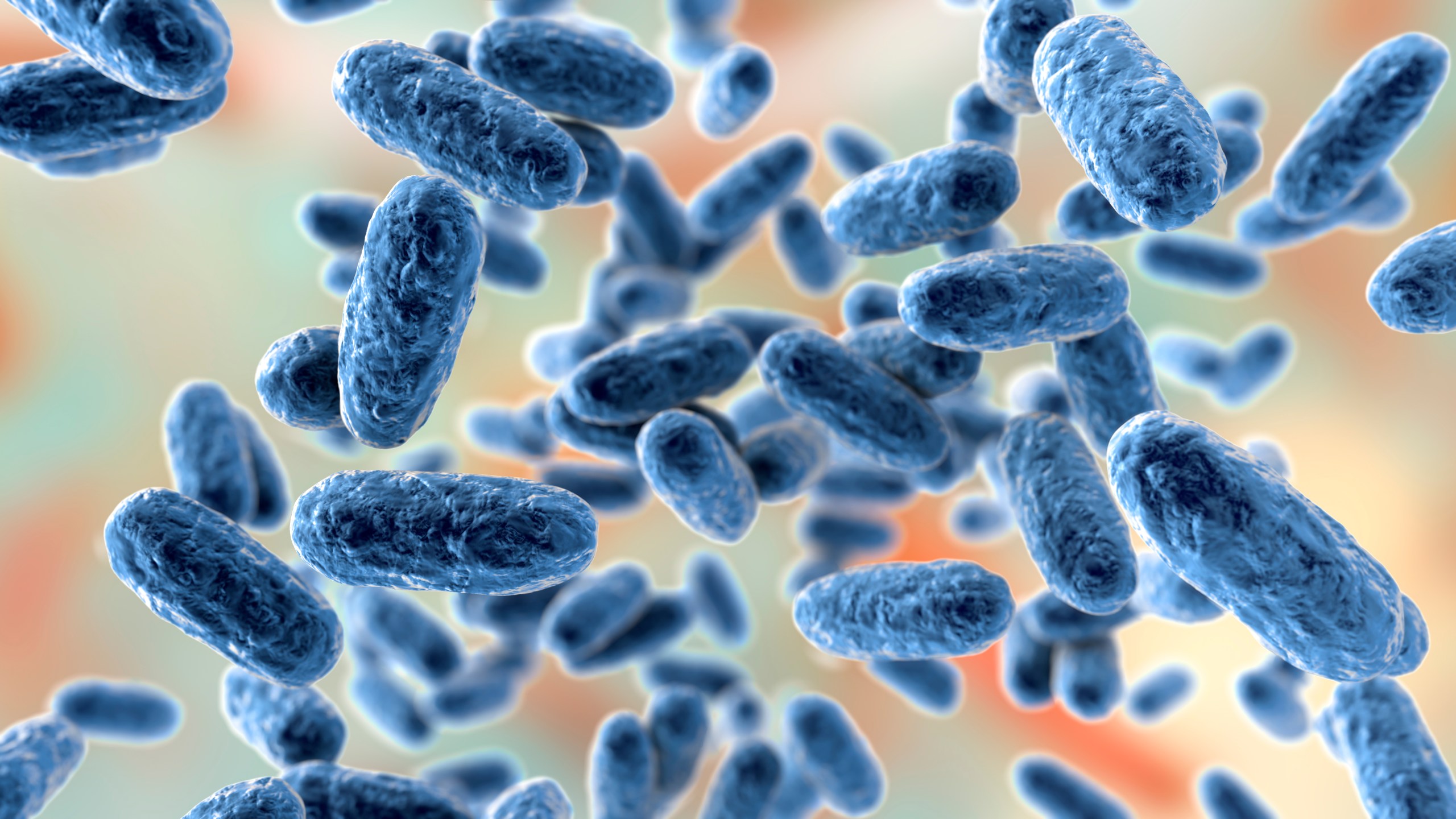 Bacteria Bordetella pertussis, 3D illustration. Gram-negative coccobacilli bacteria which cause children infection whooping cough (Adobe Stock)