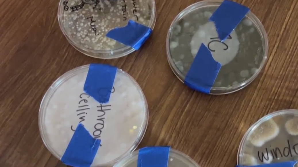 A mold test conducted by Ohio State University students living in Lawrence Tower. Students said the mold and mushrooms were found growing in their dorm rooms. (NBC4)