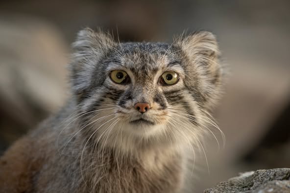 Moose, a Pallas' cat at the Columbus Zoo, has died, the zoo announced on Thursday, Jan. 9, 2025. (PHOTO COURTESY THE COLUMBUS ZOO)