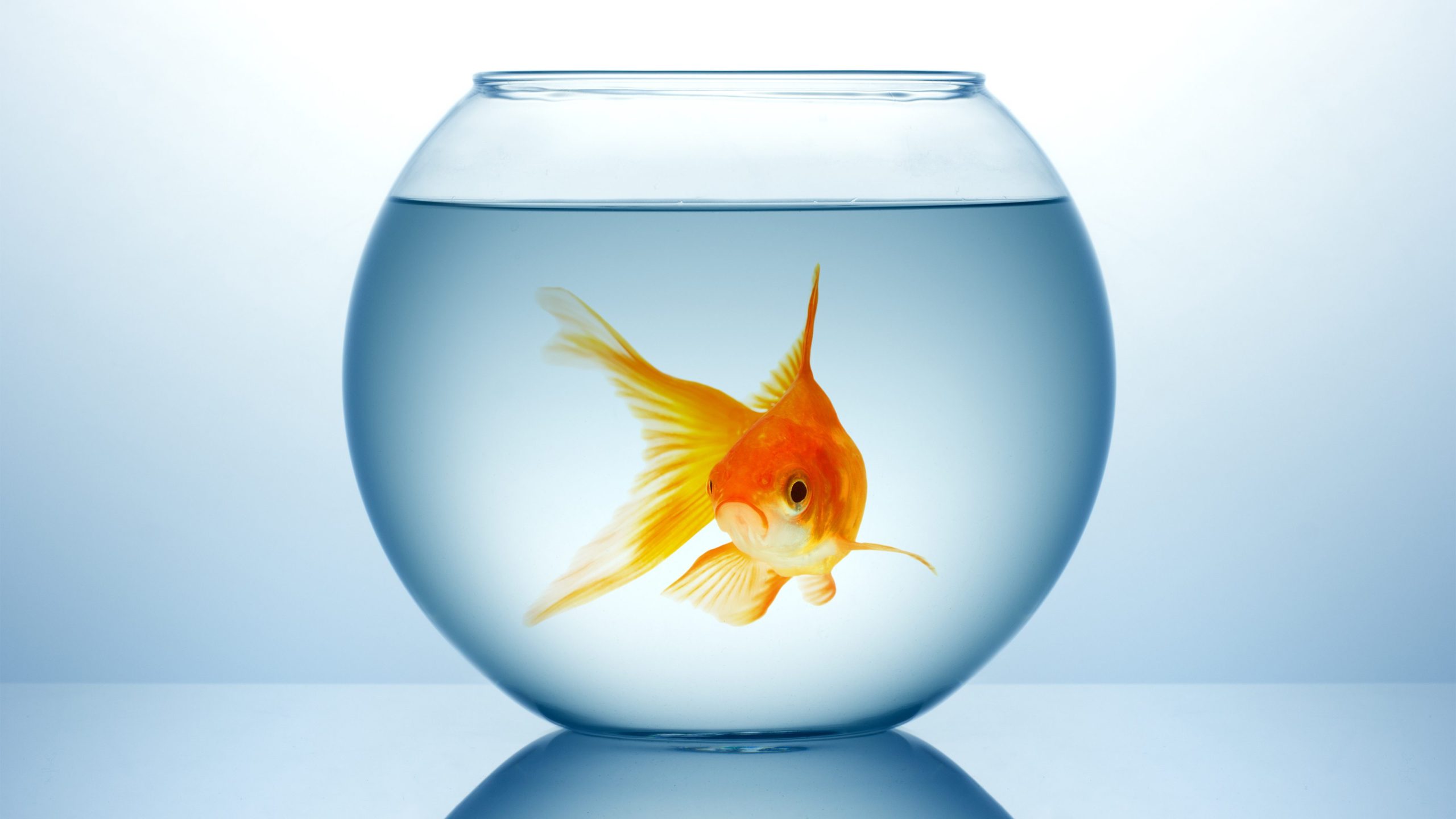 Fish bowl with gold fish in blue water