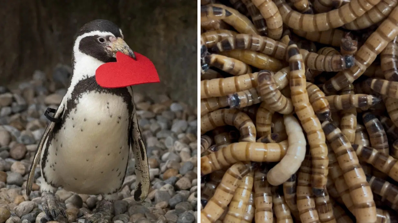 The Columbus Zoo and Aquarium is offering special Valentine's Day experiences
