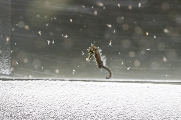 Baby seahorses Columbus Zoo, Shores and Aquarium