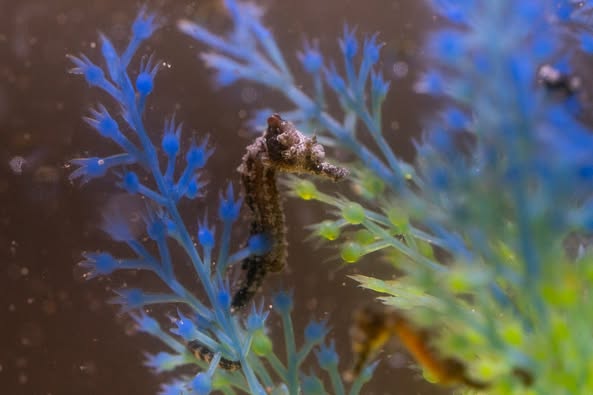 Baby seahorses Columbus Zoo, Shores and Aquarium