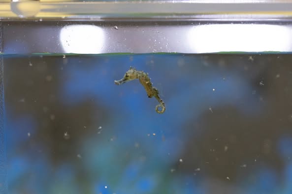 Baby seahorses Columbus Zoo, Shores and Aquarium