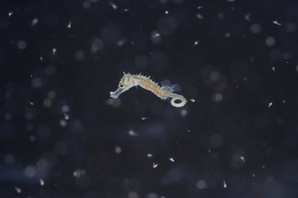 Baby seahorses Columbus Zoo, Shores and Aquarium