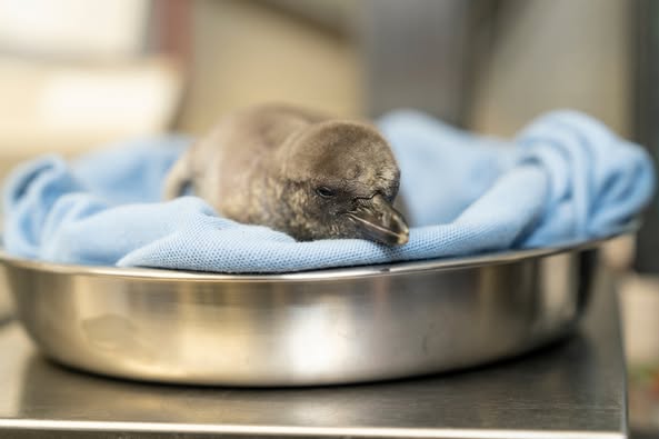 Penguin chick Columbus Zoo and Aquarium