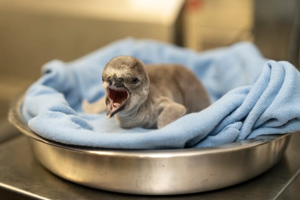Penguin chick Columbus Zoo and Aquarium