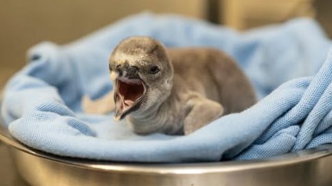 Penguin chick, Columbus Zoo and Aquarium