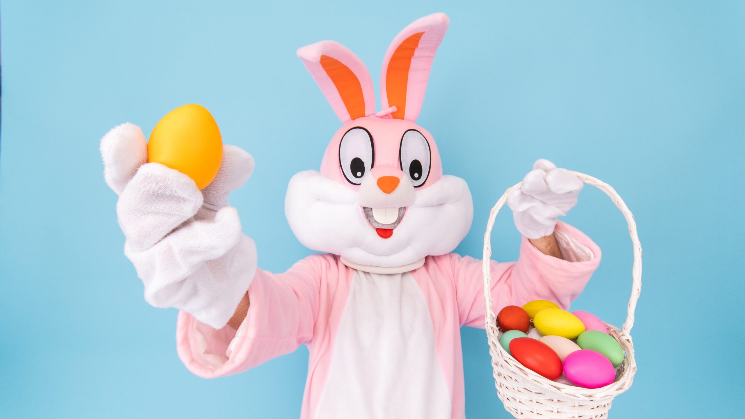 Easter bunny or rabbit or hare holds egg with basket of colored eggs, having fun, celebrates Happy Easter. Easter rabbit isolated on blue background