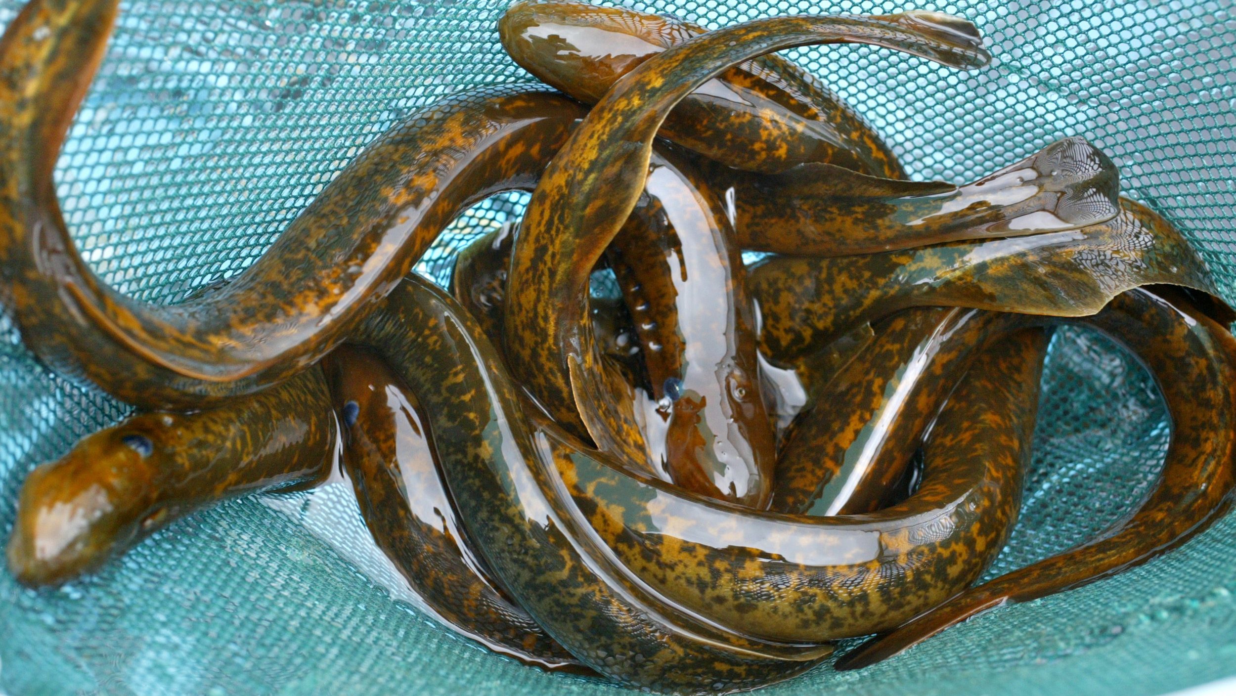 Mature sea lamprey (Photo by MARLIN LEVISON/Star Tribune via Getty Images)