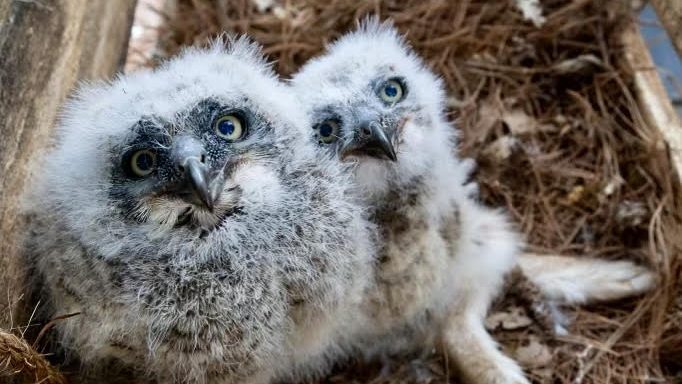 LICKING CO OWL RESCUE 4 credit Ohio Bird Sanctuary