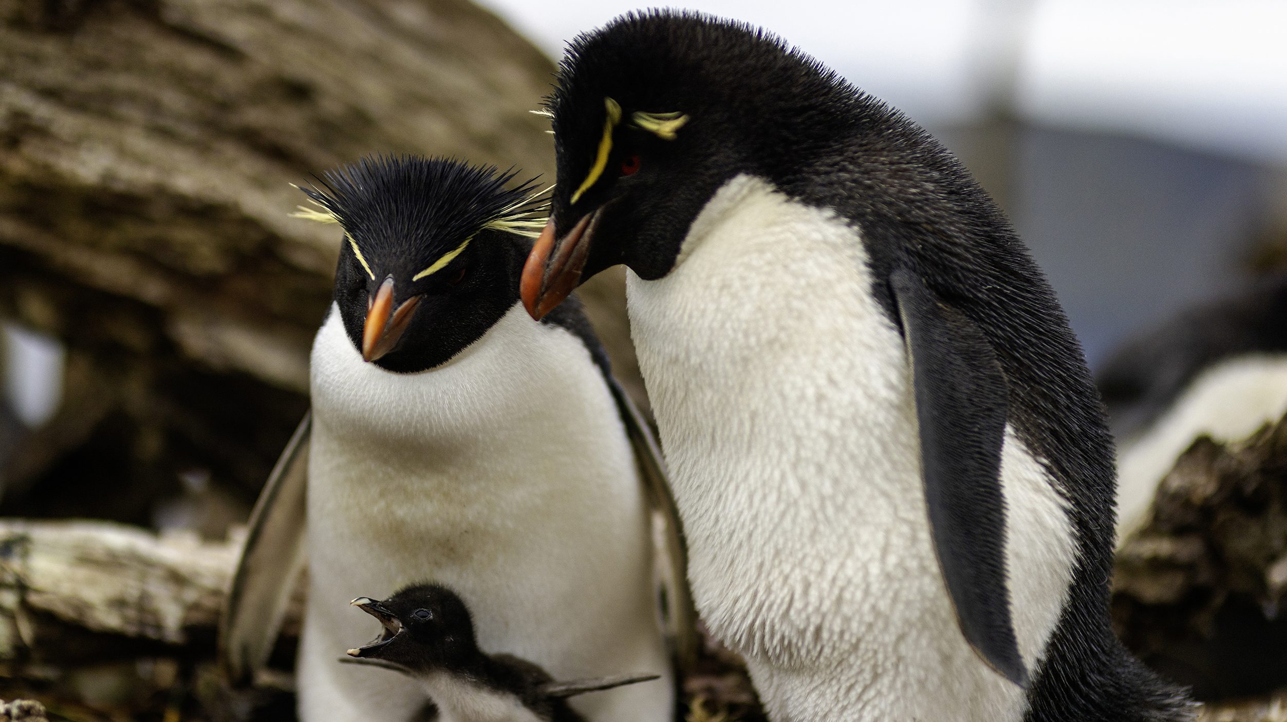 THE AMERICAS -- “Patagonia” Episode 110 -- Pictured: Southern rockhopper penguin (Eudyptes chrysocome), parents reunited at the nest as one parent returns with food for their chick. Isla de los Estados, Argentina. -- (Photo by: Darryl MacDonald / BBC Studios)
