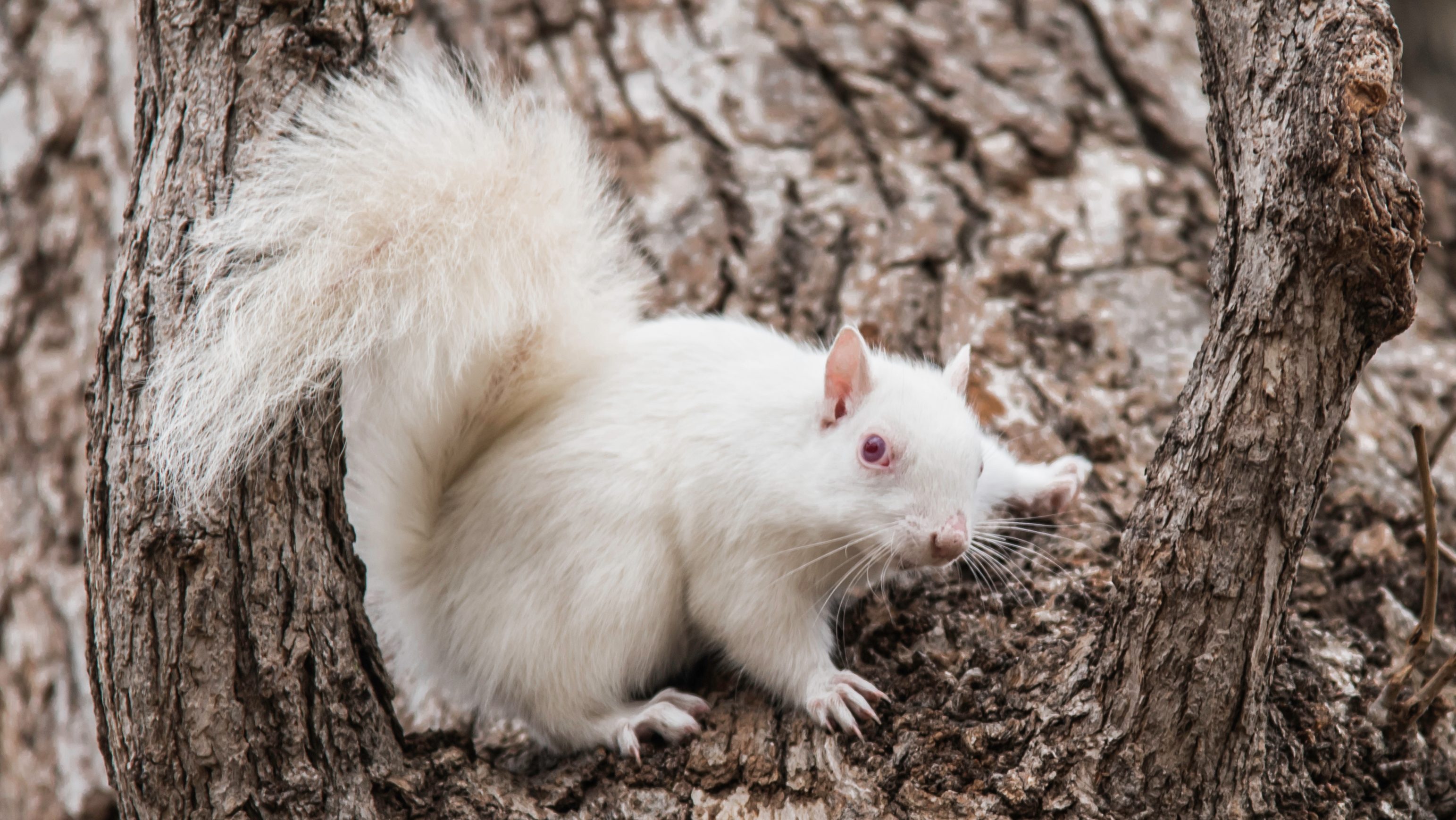 White Squirrel