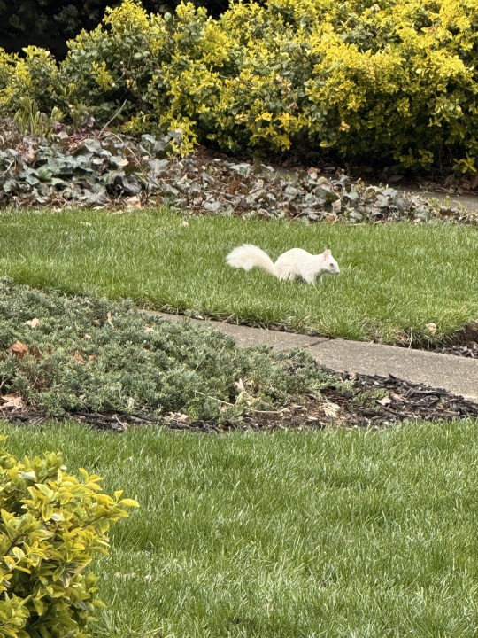 White squirrel at Fifth and Michigan in Victorian Village