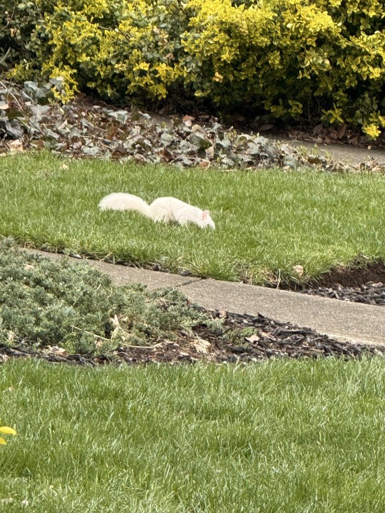 White squirrel at Fifth and Michigan in Victorian Village